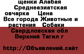 щенки Алабая (Среднеазиатская овчарка) › Цена ­ 15 000 - Все города Животные и растения » Собаки   . Свердловская обл.,Верхний Тагил г.